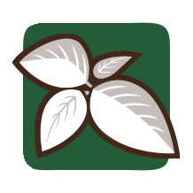 SALVIA DIVINORUM